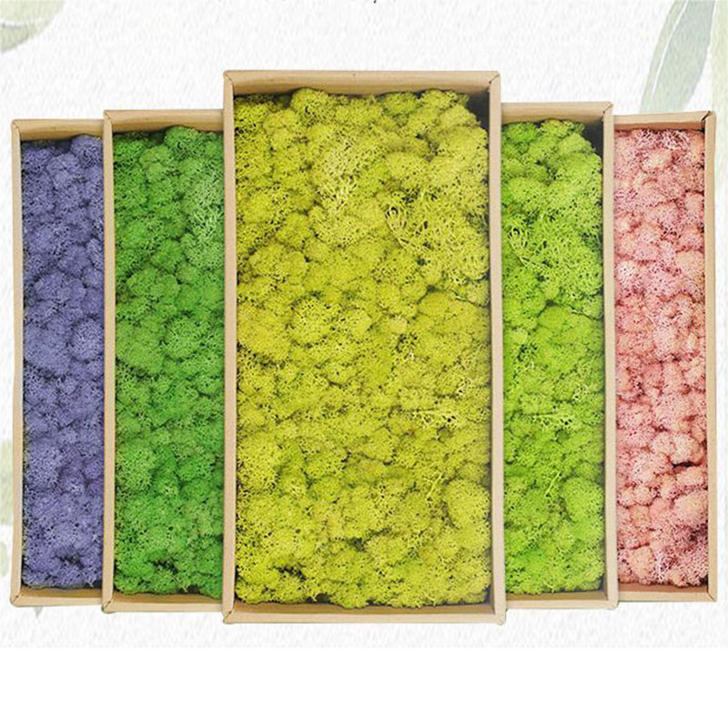 20g Artificial Green Plants Et - đánh giá và giá Sphagnum Moss Dry