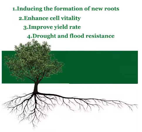 Strong Rooting Powder for Plan - đánh giá và giá Rooting Hormone Powder